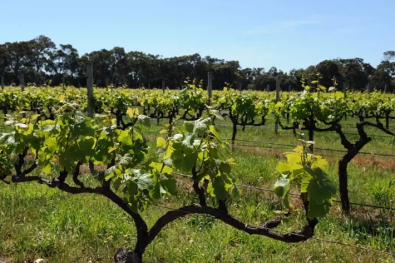 全球升溫，或將影響葡萄酒口感